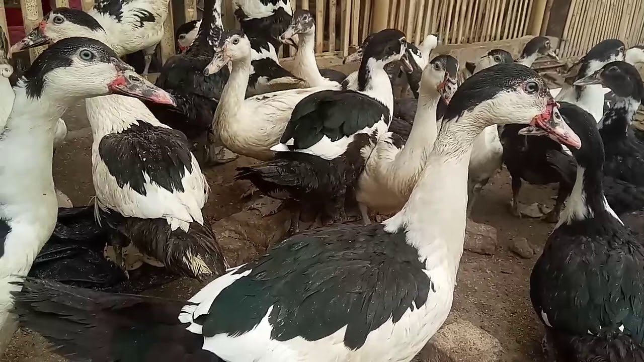 Bebek Manila